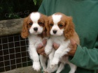 tata Kavalr King Charles Spaniel.