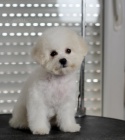 Bichon Fris tata