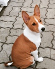 ttka Basenji