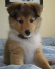 TATA SHELTIIE