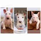 BULLTERIRA/BULLTERIRA/BULLTERIRA