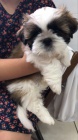 tata SHIH TZU