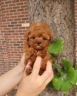 TOY tata pudla