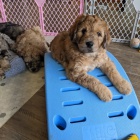 Mini Springerdoodle