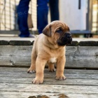 tata italskho Cane Corso