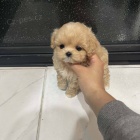 tata Maltipoo