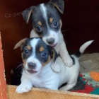 tata jack russell terira.