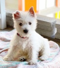 tata West Highland White Terriers