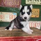modr oi tata sibiskho huskyho