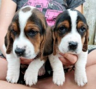 Zdrav tata Basset hound