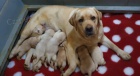 Labradorsk retrvr tata