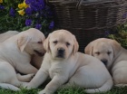 Labradorsk retrvr tata