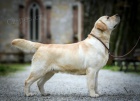 Labradorsk retrvr tata