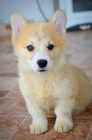 Welsh Corgi Pembroke tata