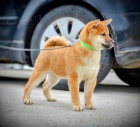 Shiba Inu tata na prodej