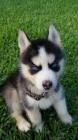 modr oi tata sibiskho huskyho