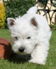 tata West Highland White Terriers