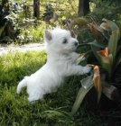 tata West Highland White Terriers