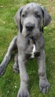 tata nmeck dogy