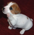 tata jack russell terira.
