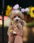 tata Maltipoo