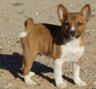 ttka Basenji