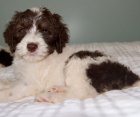 Mini Springerdoodle