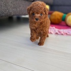 TOY tata pudla