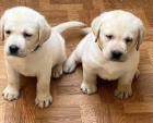 Labrador retriver s PP (smetanov)