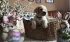 Labrador retriver s PP (smetanov)