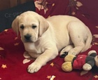 Labrador retriver s PP (smetanov)