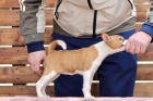 Basenji tata na prodej