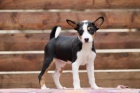 Basenji tata na prodej