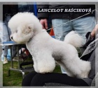 Bionek na prodej