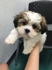 tata SHIH TZU