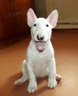 BULLTERIRA