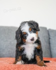 tata bernedoodle na prodej