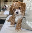tata Cavapoo