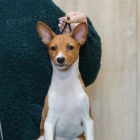 ttka Basenji