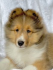 TATA SHELTIE