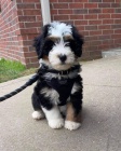 tata bernedoodle
