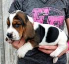 Zdrav tata Basset hound