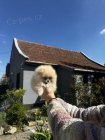 Pomeranian BOO tata