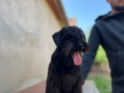 Knra mal cerny tata 