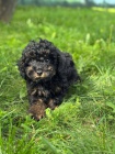 Black & Tan Toy pudl