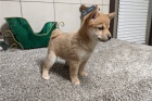 Prodm super zdrav tata Shiba Inu