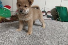 Prodm super zdrav tata Shiba Inu