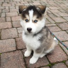 tata sibiskho huskyho k adopci. dobe trnovan a zdrav.