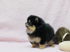 Prodm ttka nmeck pic trpasli (pomeranian)