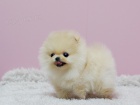 Prodm ttka nmeck pic trpasli (pomeranian)